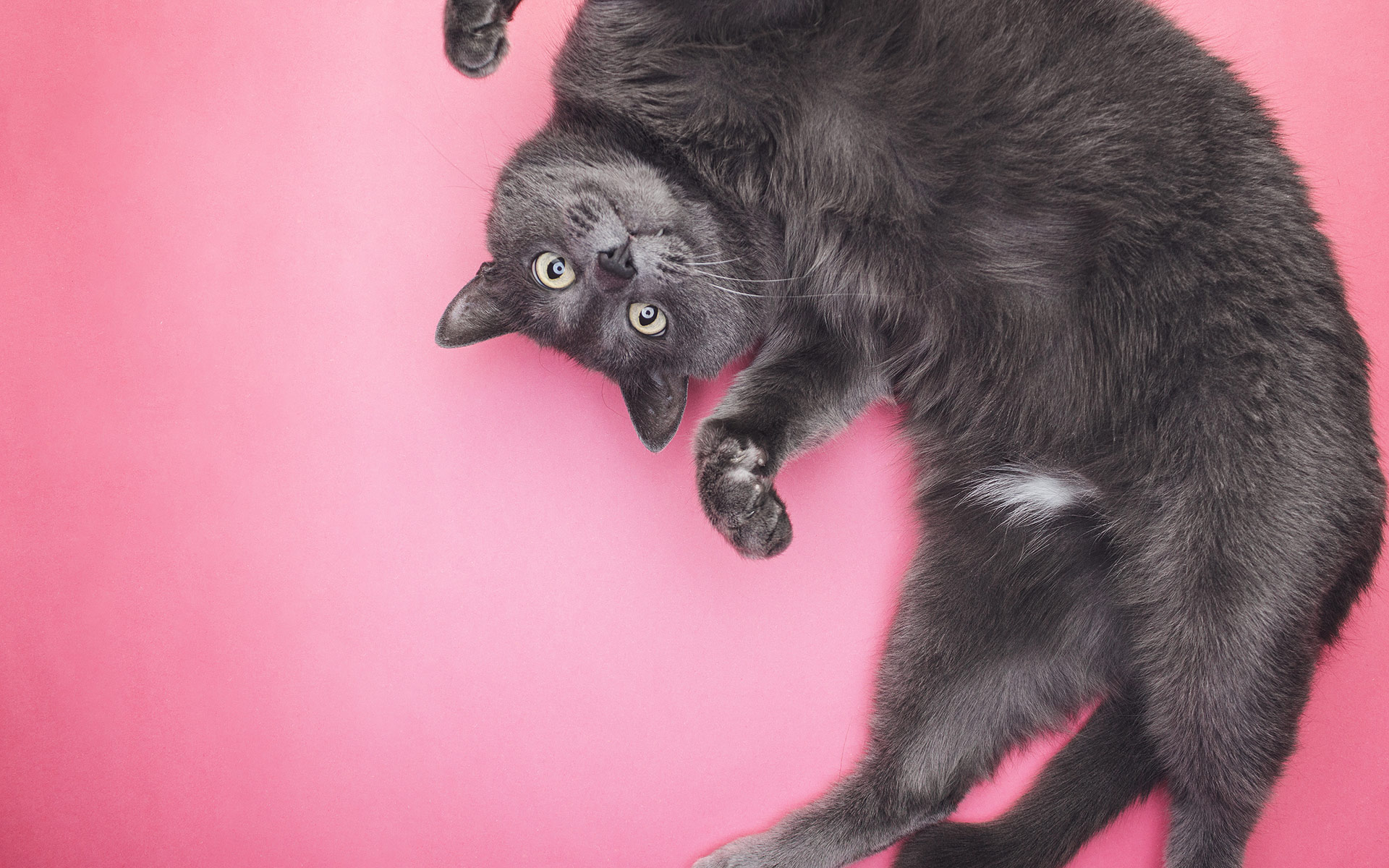 Stretchy cat